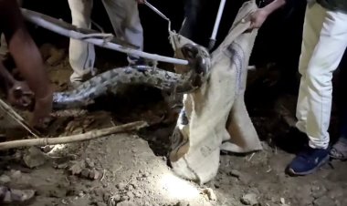 BIG BREAKING : जब गांव में दिखा ये खुखार जानवर तो फैली देहशत, फिर मोके पर पहुंची रेस्क्यू टीम, किया ये बड़ा ओप्रेशन, पढ़े खबर