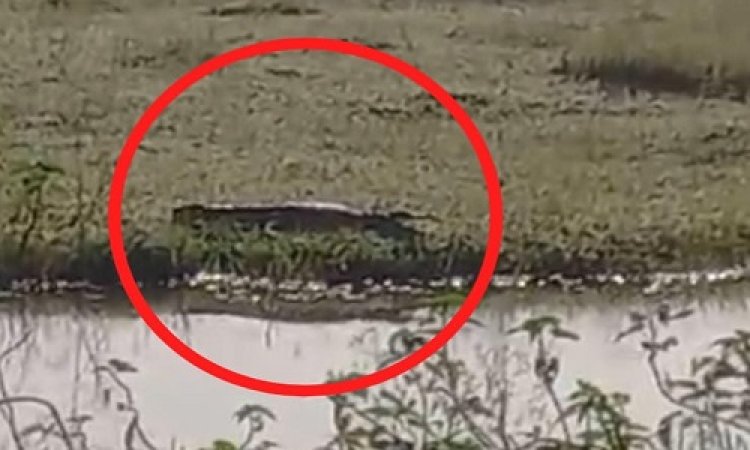 OMG ! लुनाहेड़ा में दिखा ये खूंखार जानवर, तो गांव में फैली दहशत, घंटों तक खौजबीन, पर अब तक लापता, अब कैसे गुजरेगी रात, पढ़े ये खबर `