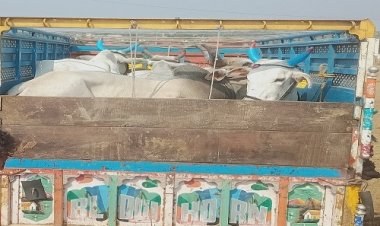 BIG NEWS: मुंबई-दिल्ली नेशनल हाईवे, पिकअप में तस्करी की मिली सुचना, तो सीतामऊ पुलिस की घेराबंदी, फिर तीन तस्कर गिरफ्तार, और मौके से ये भी जप्त, पढ़े खबर