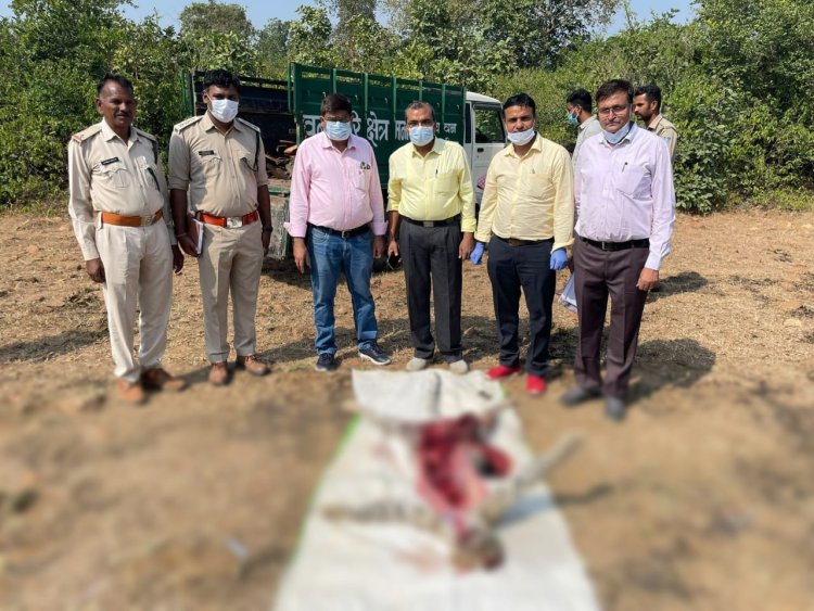 NEWS : मनासा के इस जंगल क्षेत्र में तेंदुए की संदिग्ध मौत,फिर वन विभाग आया एक्शन में,अज्ञात के खिलाफ यू मामला दर्ज, ओर फिर पीएम के बाद अंतिम संस्कार भी, पढ़े ये खबर