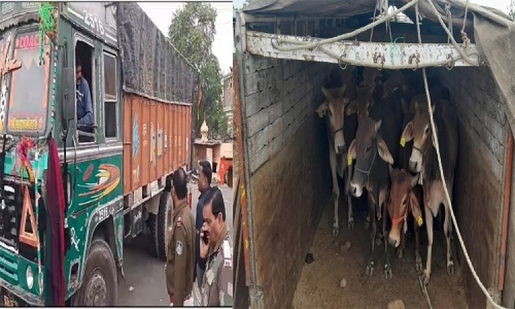 BIG BREAKING: अवैध गौवंश की तस्करी पर पुलिस की बड़ी कार्यवाही, कई ट्रक किएं जप्त, तो आरोपी भी गिरफ्तार, अब यहां हो रहीं गिनती, जाने नीमच जिले के किस थाने की खाकी को मिली सफलता, पढ़े खबर