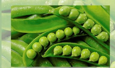HEALTH TIPS : हरी मटर में छिपे हैं सेहत के कई राज, कई बीमारियों से मिलती है निजात, इसके खाने के क्या-क्या फायदे, क्लिक करें और देखें 