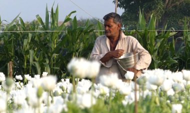 BIG NEWS: लहराई अफीम की फसल, खेतों में बने किसानों के आशियाने, नशेड़िये तोते बने मुसीबत, तो किसानों ने उठाया ये बड़ा कदम, पढ़े नरेंद्र राठौर की ये खास खबर