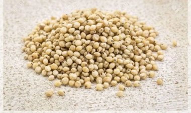 HEALTH TIPS : ज्वार में छिपे हैं कई राज, सेहत के लिए बेहद फायदेमंद, डाइट में करें शामिल, इन बीमारीयों से मिलेगा छुटकारा...!