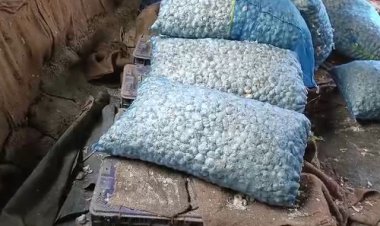 NEWS : सातवें आसमान पर लहसुन के दाम, किसानों की बल्ले-बल्ले, तो चोरों की नियत खराब, खेत से उड़ा ले गए उपज, फिर पुलिस की चंद घटों में ये बड़ी कार्यवाही, पढ़े खबर