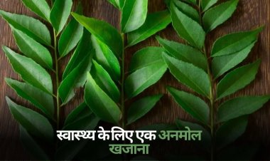 HEALTH TIPS : कड़ी पत्ता स्वास्थ्य के लिए फायदेमंद, कहीं अनमोल खजाना तो नहीं, सेवन से मिलते हैं ये चमत्कारी फायदे, क्लिक करें और देखें 
