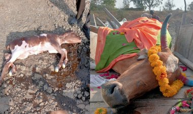 NEWS : पिपलियामंडी क्षेत्र का गांव, जहां गाय के साथ बछड़े की भी अकाल मौत, परिवार का बनकर गुजारे सालों, आज कुछ यूं दी अंतिम विदाई, पढ़े खबर