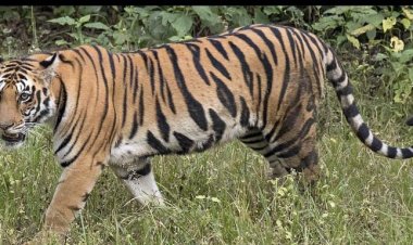 NEWS : MP की सिमा में घुसा ये खुखार जानवर, तो वनविभाग ने दी चेतावनी, रतनगढ़ टीम भी कर रही मॉनिटरिंग, अभी तक यहां यहां दिखा, पढ़े ये खबर