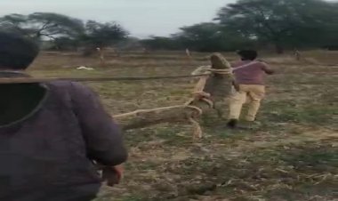BIG NEWS: ग्रामीणों की बहादुरी को सलाम, खूंखार जानवर को दबौचा, फिर ऐसे लाद लिया कंधे पर, सुचना मिलते ही वन विभाग का अमला भी मौके पर, फिर...! पढ़े मनीष जोलान्या की खबर