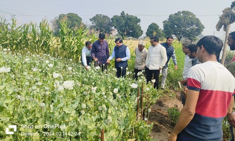 NEWS: जिला कलेक्टर जैन पहुंचे काले सोने के खेतों में, कुछ यूं लिया जायजा, तो किसानों से भी चर्चा, पढ़े ये खबर