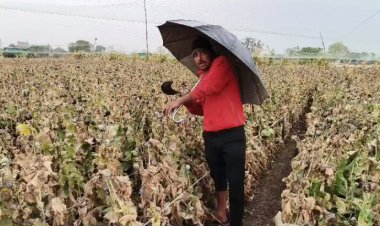 NEWS: नीमच जिले में बेमौसम बरसात, काले सोने की फसल पर असर, काश्तकारों के माथे पर चिंता की लकीरे, अब कुछ यूं कर रहें देखभाल, पढ़े खबर