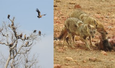 BIG NEWS: गांधी सागर अभयारण्य में छठवें सर्वेक्षण का समापन, इन प्रेमियों को मिला मौका, तो इस प्रजाति के पक्षी की भी एंट्री, क्या कुछ रहा खास, पढ़े नरेंद्र राठौर की खबर