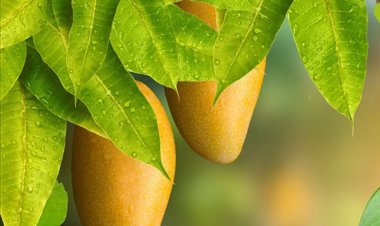 HEALTH TIPS : आम के पत्ते बेहद फायदेमंद, इसमें छिपे है सेहत के कई राज, कई गंभीर बीमारियों से मिलेगी निजात...! क्लिक करें और देखें