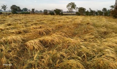 NEWS: क्षेत्र में बेमौसम बारिश, किसानों के माथे पर चिंता की लकीरें, खेतों में भरा पानी, तेज हवाओं से फसल मुरझाई, क्या बोले अन्नदाता, पढ़े खबर