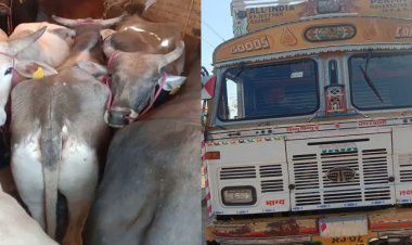 BIG NEWS: 48 घंटों में नयागांव चौकी पुलिस की बड़ी कार्यवाही, तस्करी करते तीन ट्रक और पिकअप जप्त, 33 बैल व 13 गौवंश को कराया मुक्त, आठ आरोपी भी गिरफ्तार, पढ़े खबर