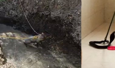 BIG NEWS: यहां से पकड़ा कोबरा सांप, और कुएं से निकाली नीलगाय, तो तेंदुएं की आहट को भांपने भी पहुंची वन विभाग की टीम, मंदसौर जिले में कहां चले रेस्क्यू ऑपरेशन, पढ़े खबर