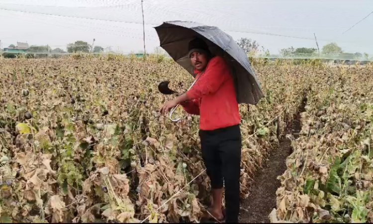 NEWS: नीमच जिले में बेमौसम बरसात, काले सोने की फसल पर असर, काश्तकारों के माथे पर चिंता की लकीरे, अब कुछ यूं कर रहें देखभाल, पढ़े खबर