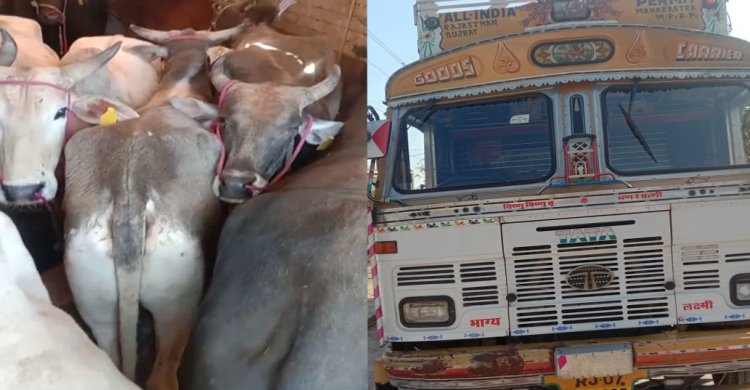 BIG NEWS: 48 घंटों में नयागांव चौकी पुलिस की बड़ी कार्यवाही, तस्करी करते तीन ट्रक और पिकअप जप्त, 33 बैल व 13 गौवंश को कराया मुक्त, आठ आरोपी भी गिरफ्तार, पढ़े खबर