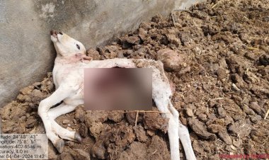 BIG NEWS : रतनगढ़ क्षेत्र में खूंखार तेंदुएं की आहट, जब इस बेजुबान को उतारा मौत के घाट, तो ग्रामीणों में दहशत, अब वन विभाग अलर्ट, क्या है पूरी घटना...! पढ़े ये खबर