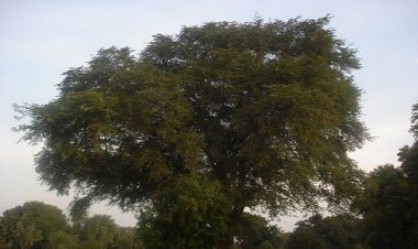 BIG NEWS: इमली तोड़ने पेड़ पर चढ़ा रमेश, अचानक हुआ ये हादसा, और हो गई अकाल मौत, परिवार में मातम, अब रामपुरा पुलिस कर रहीं जांच, पढ़े रुपेश सारू की खबर