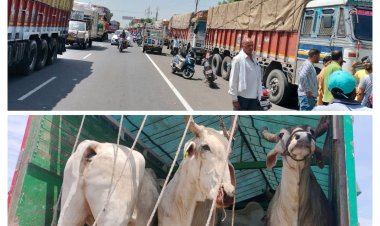 BIG NEWS : हिंदूवादी संगठनो का बड़ा एक्शन,पिपलियामंडी टोल पर पकडे बड़ी मात्रा में गोवंश से भरे ट्रक,गोमाता का हाल देख सब रह गौए हक्के बक्के,पढ़े नरेंद्र राठौर की ये खबर