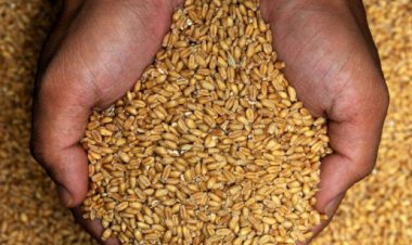 MANASA MANDI : मनासा मंडी में आज किस जींस के भाव में आई गिरावट, और किसके भाव रहें तेज, देखें मनीष जोलान्या की इस रिपोर्ट में