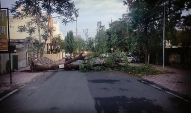 NEWS : नीमच में इस मार्ग पर गिरा विशालकाय पेड़, बाल-बाल बचे ये लोग, यातायात भी हुआ बाधित, हादसे को लेकर क्या बोले विशेषज्ञ, पढ़े खबर