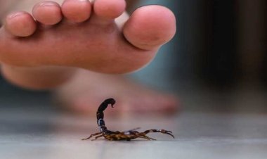 BIG NEWS : घर में मौजूद बुजुर्ग महिला, अचानक इस जहरीले जानवर से मारा डंक, फिर हो गई मौत, अब परिवार में मातम, मनासा पुलिस जुटी जांच में, पढ़े खबर