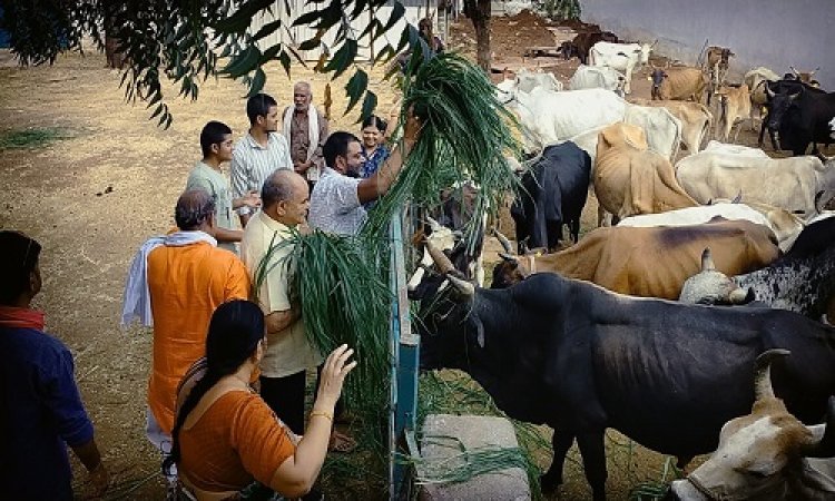 NEWS : निर्जला एकादशी, मातृशक्ति ने की गौमाताओं की पूजा, खिलाई हरी घास, फिर किया प्रसादी का वितरण, पढ़े खबर