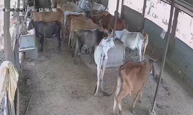 BIG NEWS : CM के निर्देश, और अलर्ट हुई नीमच पुलिस, थाना क्षेत्रों में बैठकों का दौर, गौ-शालाओं में तैनात रहेगी तीसरी आंख, तो चौकीदारों की नियुक्ति भी, संचालकों को ये निर्देश, पढ़े खबर