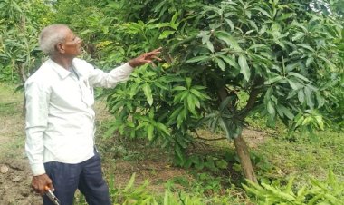 BIG NEWS : पिता से ली प्रेरणा, फिर पानोली गांव के इस किसान की जीतोड़ मेहनत, खेत बना आम्रपाली आम का बगीचा, कई जिलों में पहली पसंद, मिठास और स्वाद के लोग हुए दीवाने, पढ़े संजय नागोरी की ये खास खबर