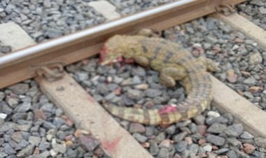 OMG ! ट्रैन की चपेट में आया ये खूंखार जानवर, दो हिस्सों में बटा, मौके पर मौत, जांच शुरू, पढ़े नरेंद्र राठौर की खबर