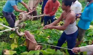 NEWS: खेत में निकला खूंखार जानवर, तो इलाके में फैली दहशत, फिर वन विभाग ने रेस्क्यू कर पकड़ा, घटना मनासा थाना क्षेत्र की, पढ़े मनीष जोलान्या की खबर