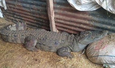 NEWS : OMG ! जब भमेसर गांव में घुसा ये खूंखार जानवर, तो फैल गई दहशत, फिर वन विभाग की टीम पहुंची मौके पर, और किया रेस्क्यू, क्या है पूरा मामला...! पढ़े रुपेश सारू की ये खबर