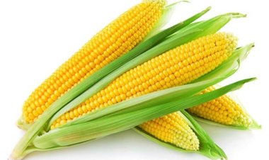 NEWS : इन दिनों बारिश के मौसम में जरूर लें भुट्टे का मजा, स्वाद के साथ-साथ सेहत का भी खजाना ये है, जानें इसके ये गुणकारी फायदे…