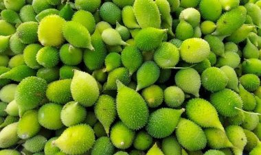 NEWS : बरसात में बस कुछ दिन मिलती है किकोड़े की यह सब्जी, स्वाद, सेहत, औषधि का खज़ाना है ये, ऐसे बनाएंगे तो खाने वाले कटोरी भी चाट जाएगें....