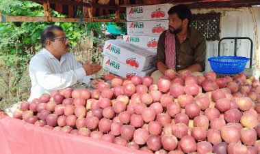 NEWS : सेवफल में कलर एवं केमिकल की शिकायत मिलने पर फूड एंड ड्रग अधिकारी ने मनासा में किया निरीक्षण जांच हेतु लिए नमूने, पढ़े खबर