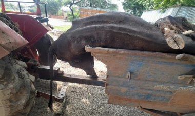 BIG NEWS : नियम विरुद्ध खुले वाहनों से मृत जानवरों की ढुलाई, सम्मानजनक नहीं मिलती विदाई, खुली जीप में लटकती है गौमाता की गर्दन, रस्सी बांधकर भी रगड़ते, कौन कर रहा स्वास्थ्य से समझौता, और किसने क्या कहां, पढ़े खबर