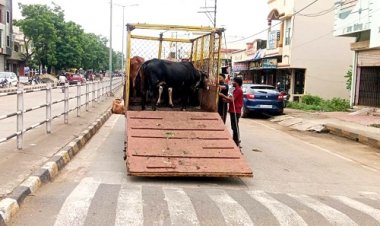 NEWS : नीमच के इन क्षेत्रों में पहुंची नगर पालिका की टीम, 40 से ज्यादा गौवंश को सड़क से हटाया, फिर भिजवाया यहां, पढ़े खबर