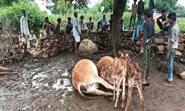 OMG : नीमच जिले के इस गांव में गिरी आकाशीय बिजली, चार गाय और दो बछड़ों की मौत, पटवारी ने बनाया पंचनामा, पढ़े खबर