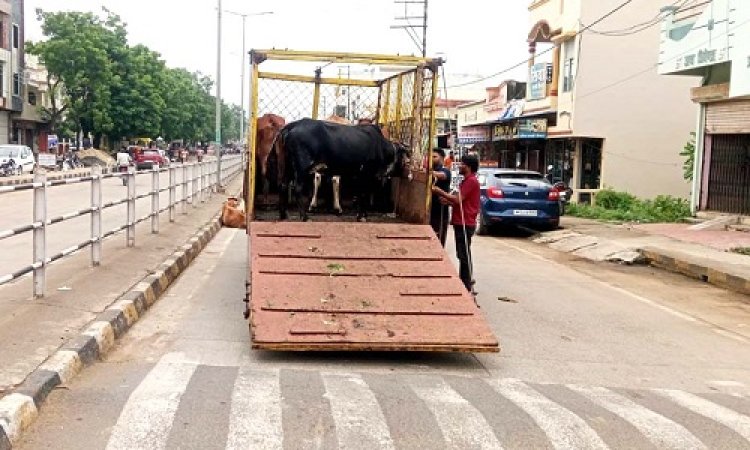 NEWS : नीमच के इन क्षेत्रों में पहुंची नगर पालिका की टीम, 40 से ज्यादा गौवंश को सड़क से हटाया, फिर भिजवाया यहां, पढ़े खबर