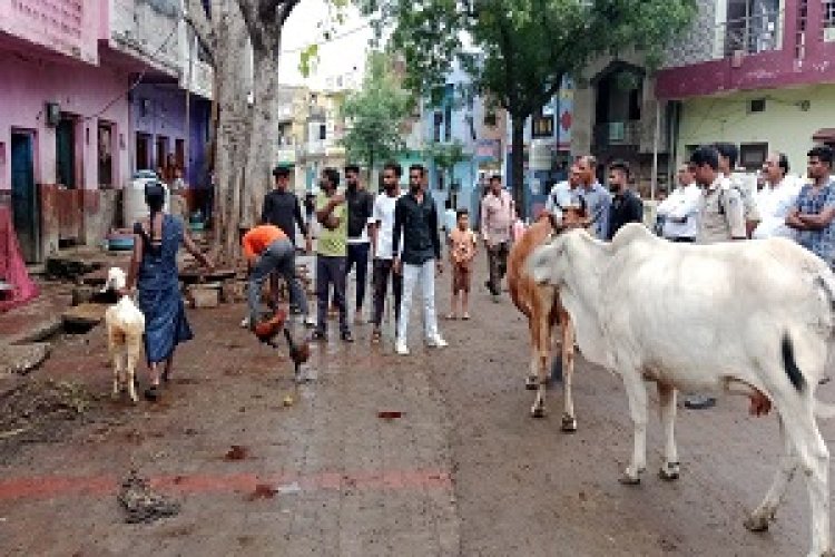 NEWS- श्मशान घाट सड़क पर बांधते है पशु, तो लगता है जाम, होती है राहगीरों को परेशानिया,पहुंचा मनासा नगर परिषद अमला, की कार्यवाही और दी ये चेतावनी पढ़े मनीष जोलानिया की खबर