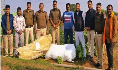 BIG NEWS : कुकड़ेश्वर क्षेत्र में नशे की अवैध खेती, पुलिस की टीम ने दी दबिश, और कर डाली बड़ी कार्यवाही, 140 पौधे बरामद, प्रकरण दर्ज, अब किशन की तलाश शुरू, पढ़े खबर