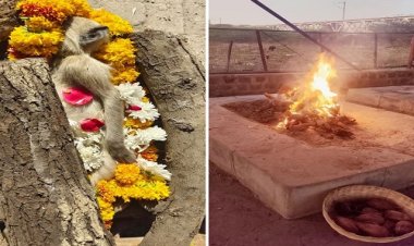 BIG NEWS : करंट लगने से वानर की मौत, रहवासियों ने दी सूचना, तो ये टीम पहुंची मौके पर, फिर विधि-विधान से किया अंतिम संस्कार, पढ़े खबर