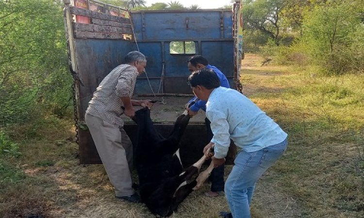 BIG NEWS : नीमच में गौसेवा दल एक्टिव, एक दिन में तीन अलग-अलग रेस्क्यू, बछड़ों को यहां से पहुंचाया केंद्र, उपचार के बाद होंगे स्वस्थ, पढ़े खबर