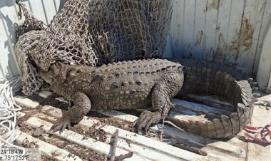 BIG NEWS : गांव के कुएं में बैठा ये खूंखार जानवर, तो फैली सनसनी, फिर मौके पर पहुंची वन विभाग की टीम, कड़ी मशक्कत के बाद पकड़ा, पढ़े नरेंद्र राठौर की खबर