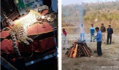 BIG NEWS : हादसे में मादा तेंदुआ घायल, नीमच के बाद इंदौर में भी चला उपचार, पर हो गई मौत, निर्धारित प्रक्रिया से आज हुआ शवदाह, मामला- रामपुरा थाना क्षेत्र का, पढ़े खबर