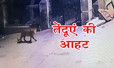 OMG ! मंदसौर शहर में टहलता दिखाई दिया तेंदुआ, इस क्षेत्र के रहवासियों में दहशत का माहौल, CCTV में कैद हुई तस्वीर, अलर्ट मोड पर वन विभाग, क्लिक करे और देखें वीडियों