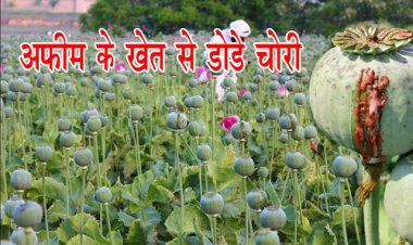 BIG NEWS : अफीम के खेत पर चोरों की नजर, डोडे चोरी की वारदात को दिया अंजाम, किसान की मेहनत पर फिरा पानी, जिले में यह पहला मामला...! घटना रतनगढ़ थाना क्षेत्र की, पढ़े खबर