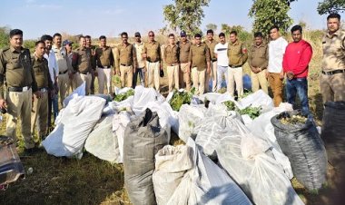 BIG NEWS : रायड़े की फसल के बीच अवैध नशे की खेती, सूचना पर कुकड़ेश्वर पुलिस ने दी दबिश, बड़ी मात्रा में अफीम के पौधे, डोडे और गांजा जप्त, आरोपी भी गिरफ्तार, पढ़े खबर